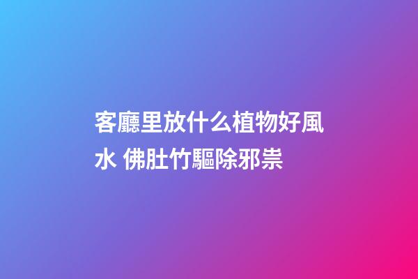 客廳里放什么植物好風水 佛肚竹驅除邪祟